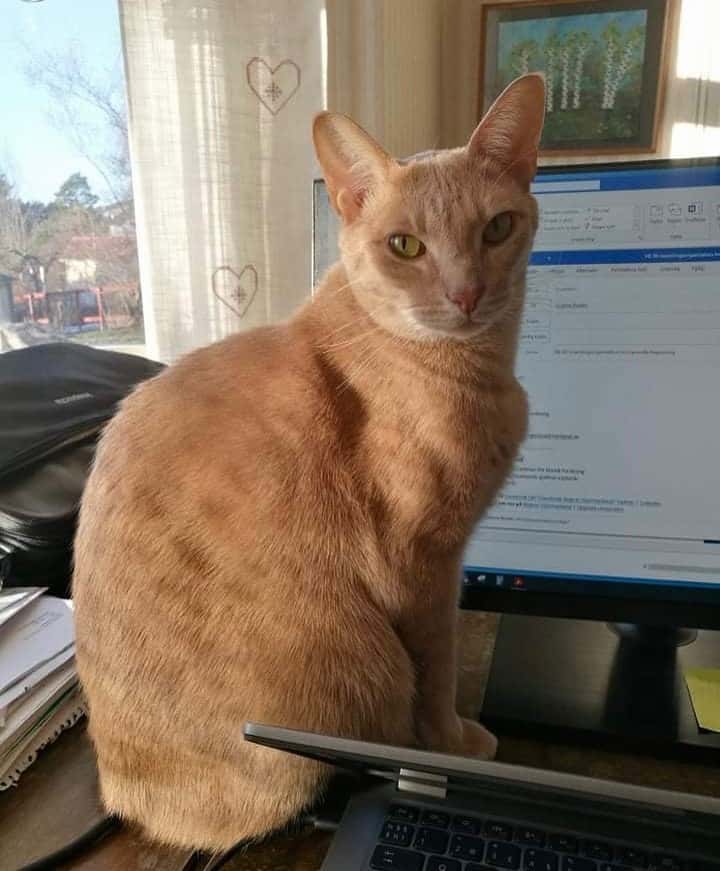 Ocicat the cat is sitting on the table