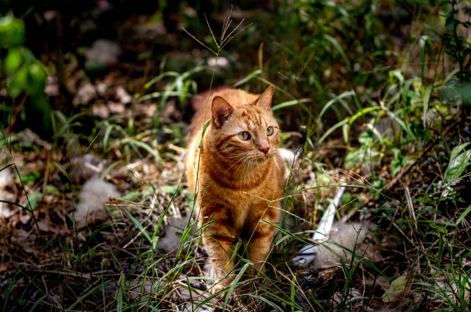 orange cat walking outside