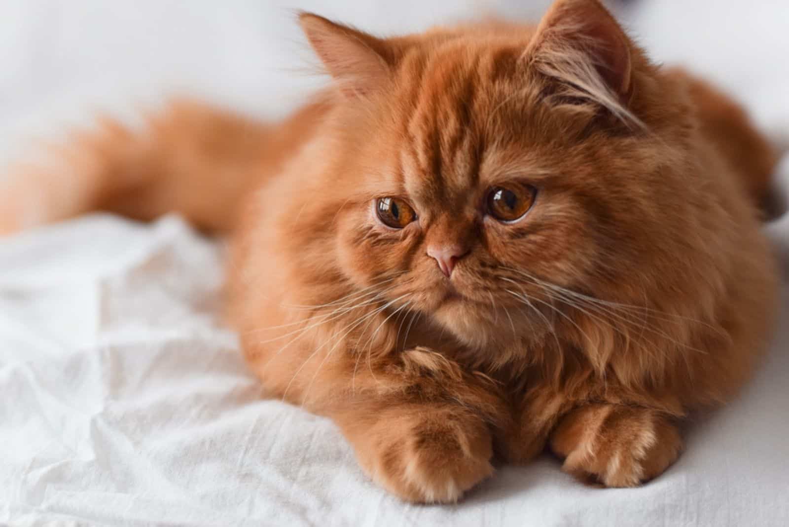 orange persian cat with chubby cheeks on white sheet