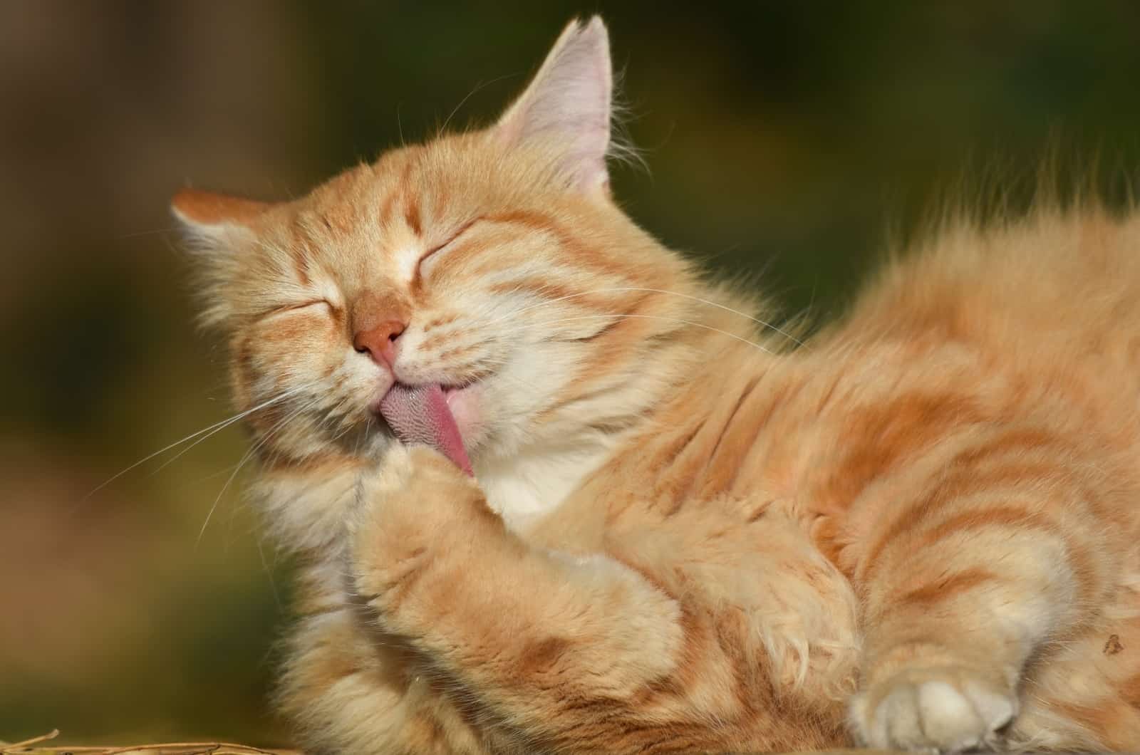 Orange Cat licking her paws