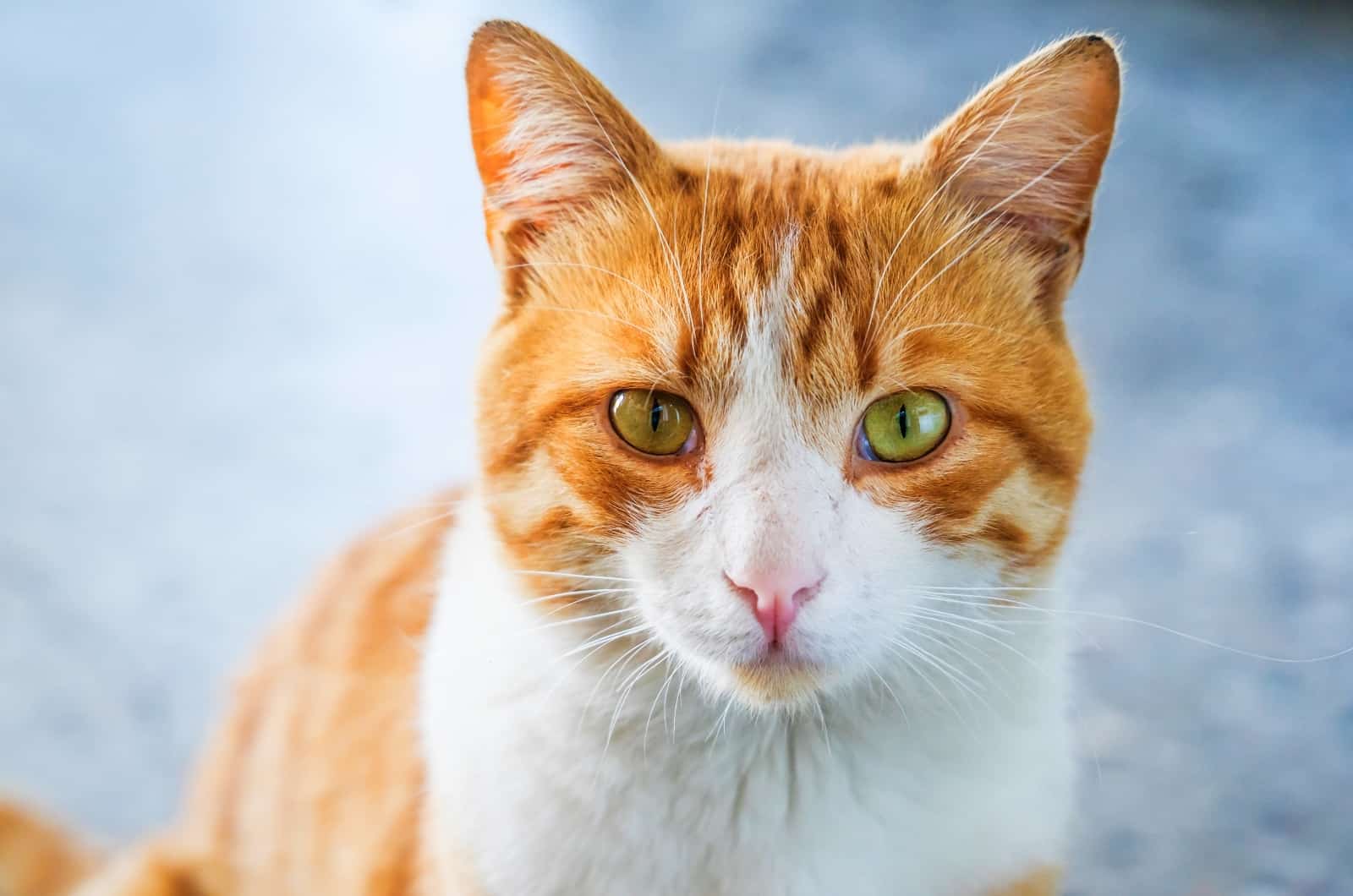 Orange Cat looking at camera