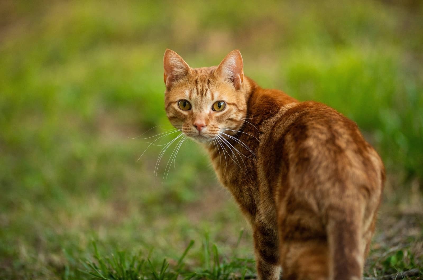 Orange Cat looking back