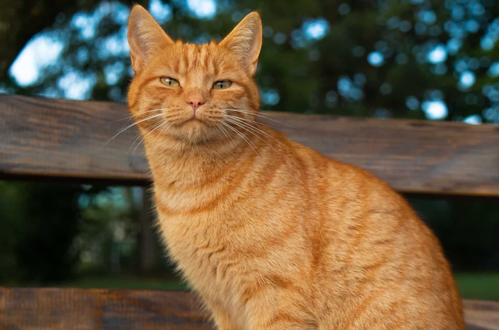 Orange Cat posing for photo