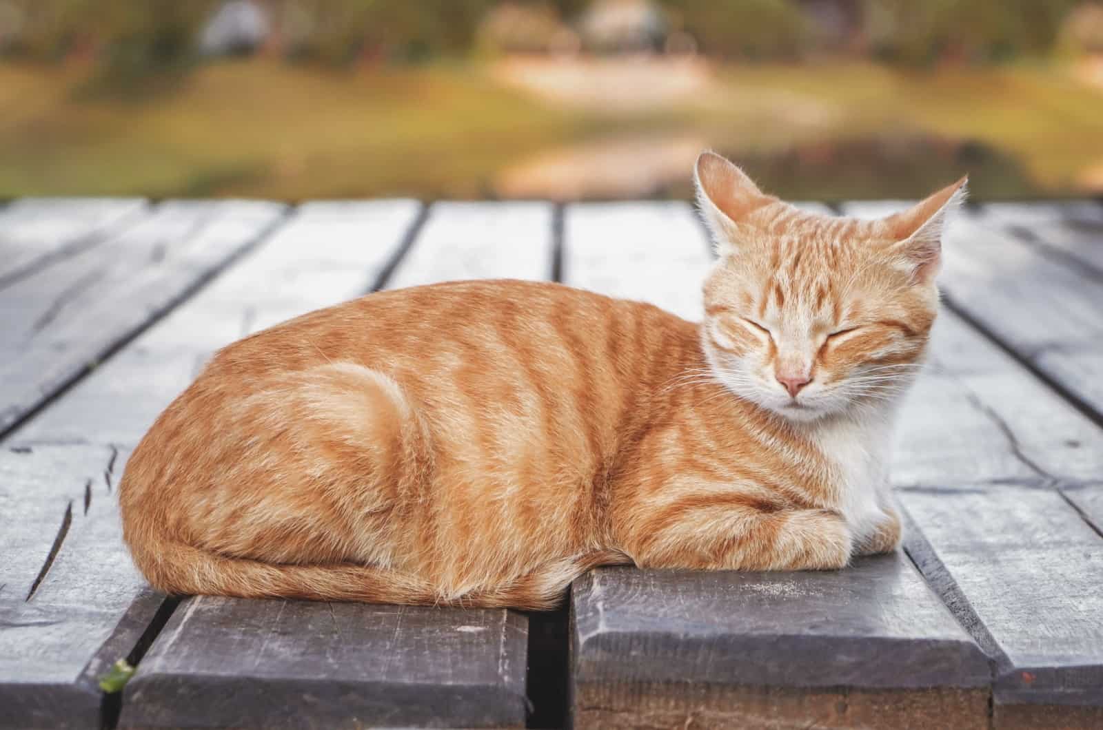 Orange Cat sitting o table outside