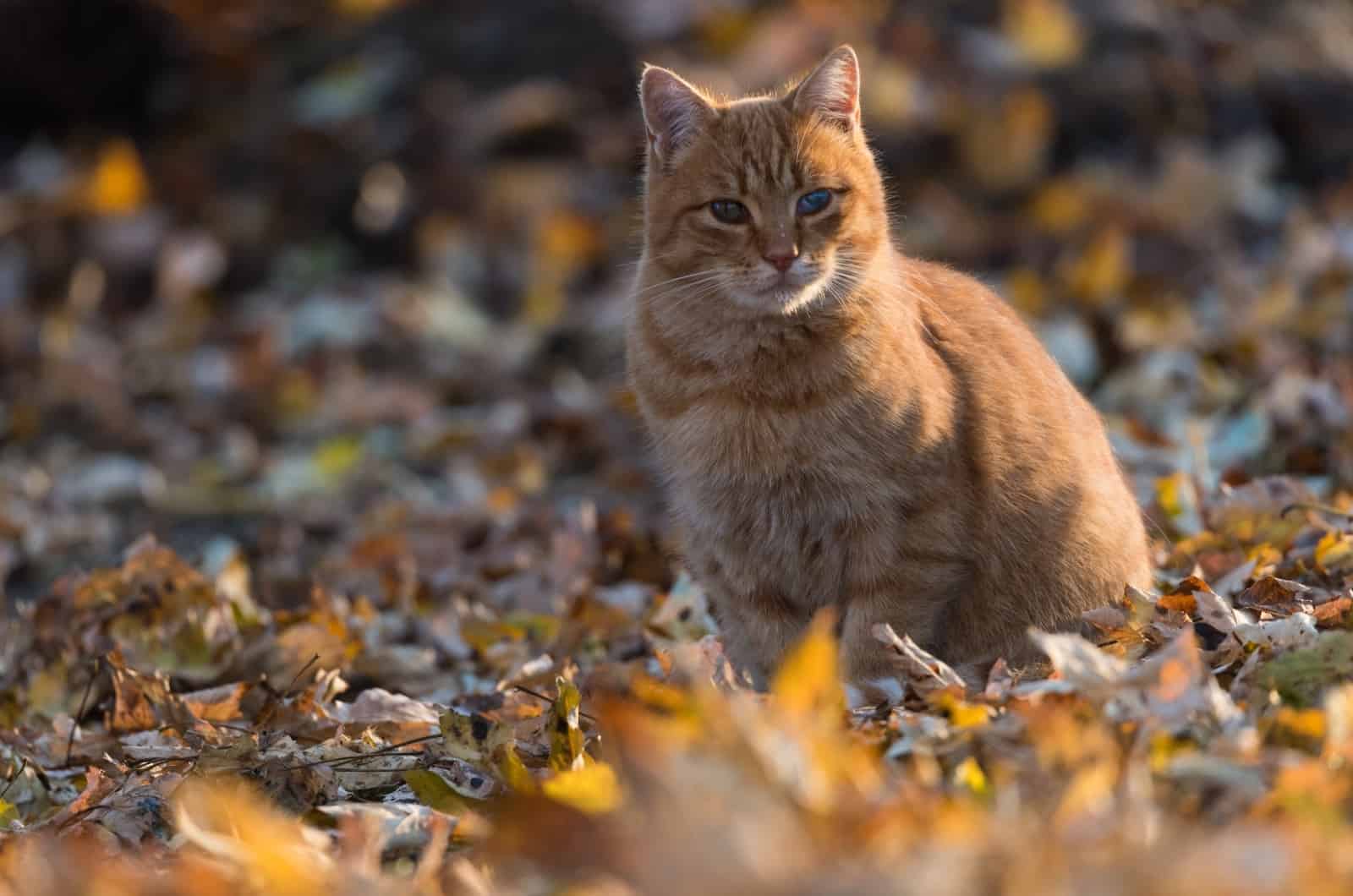 Orange Cat sitting on leaves