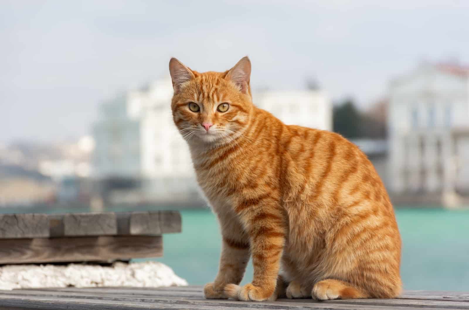 Orange Cat sitting outside and looking at camera