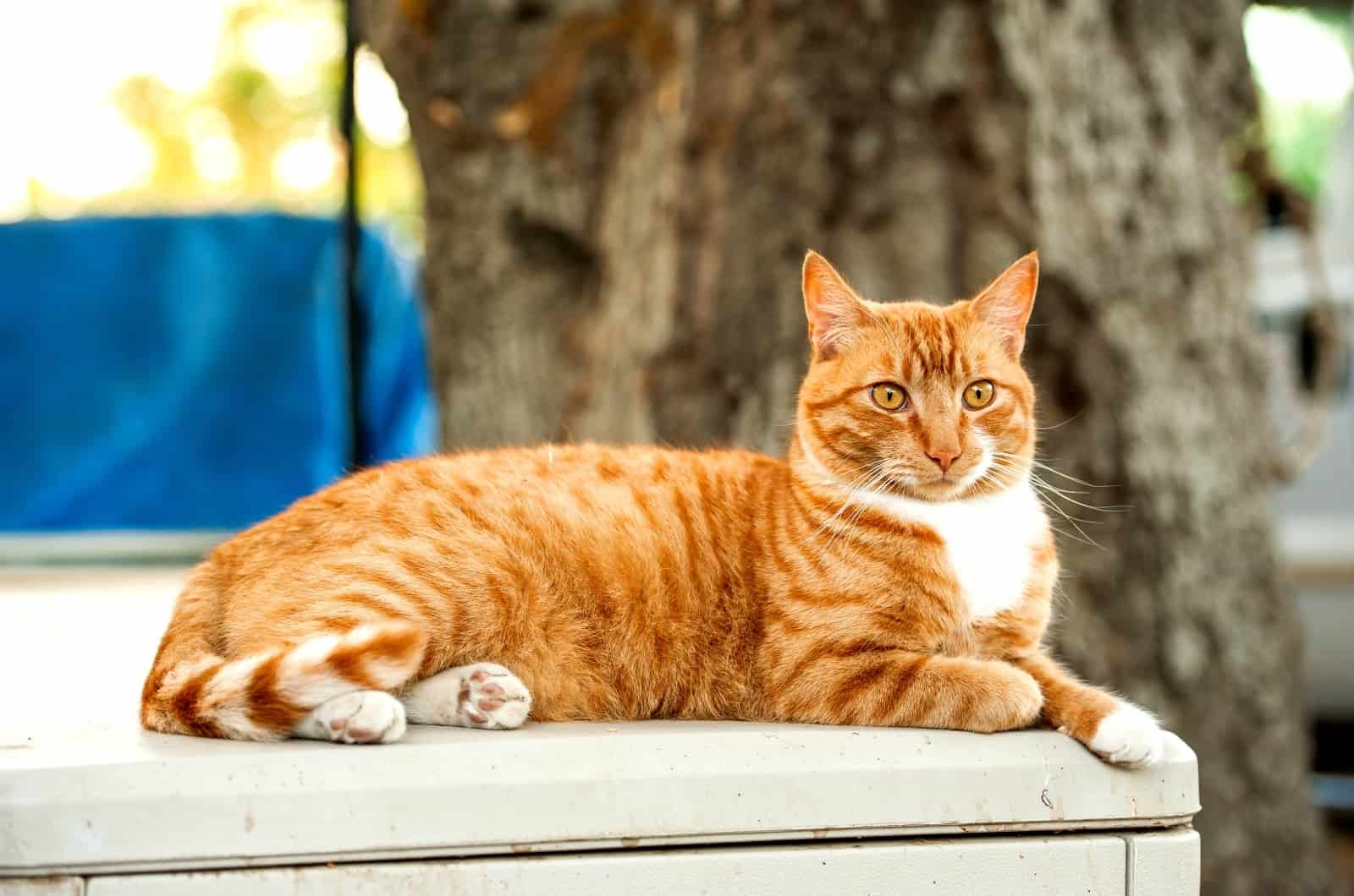 Orange Cat sitting outside