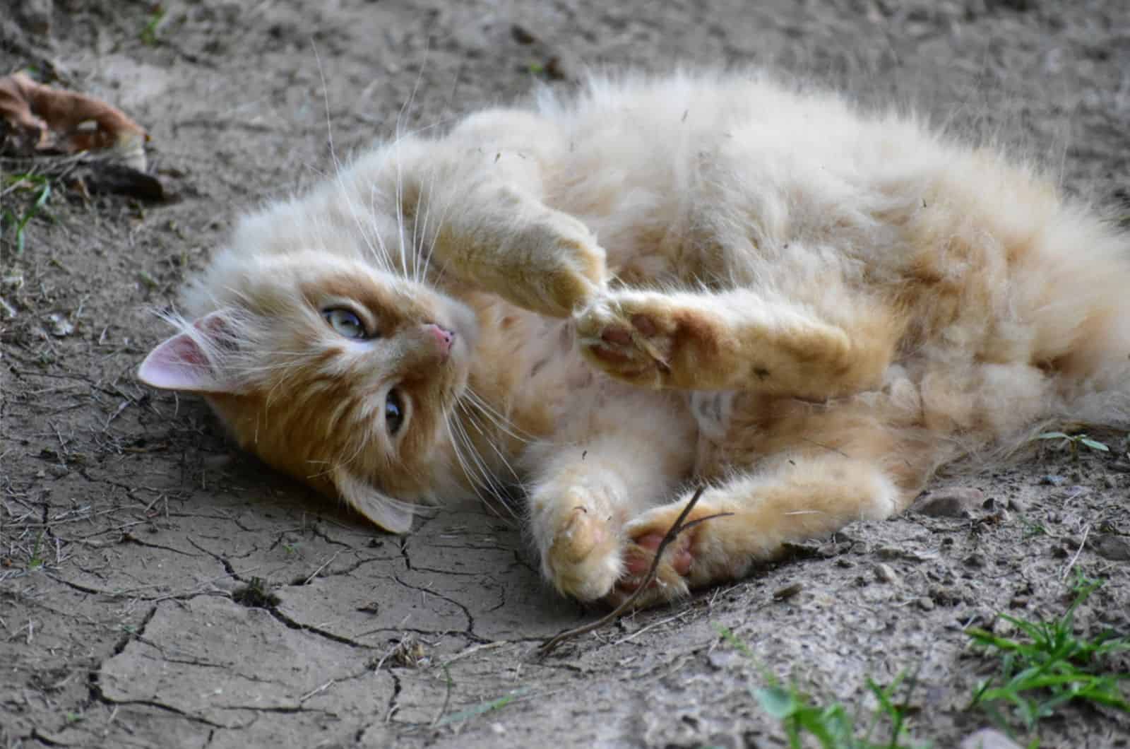 Orange maine coon cat playing in the dirt