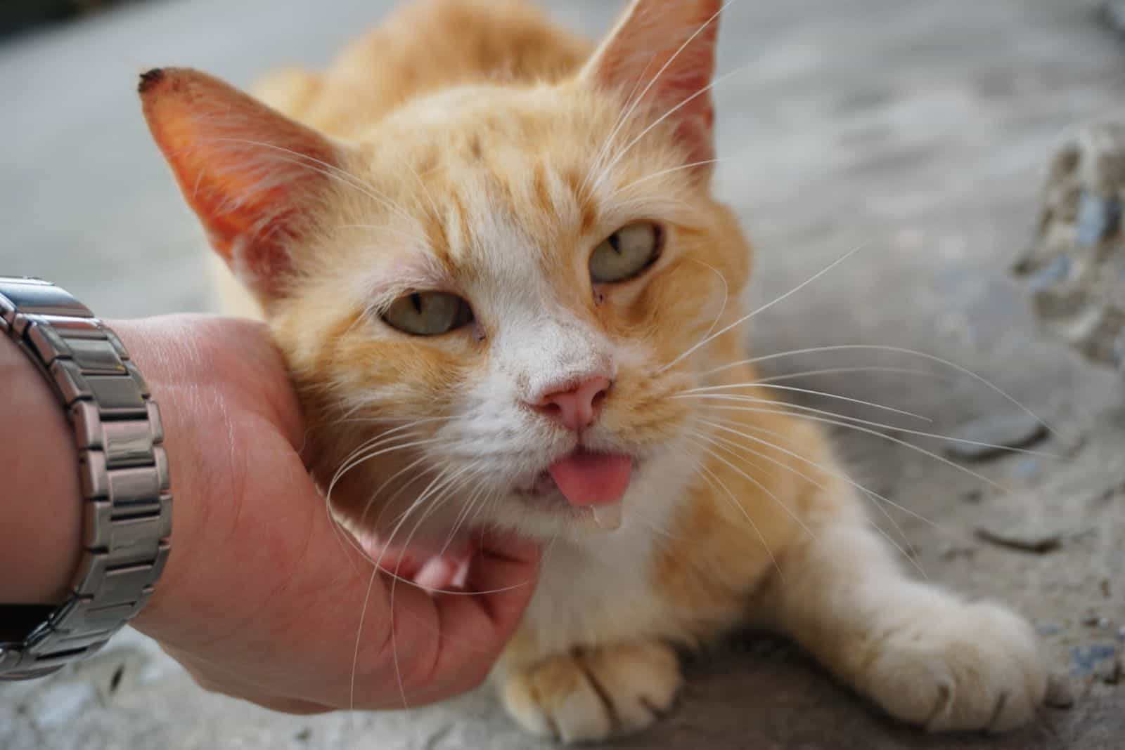 Orange stray cat drooling