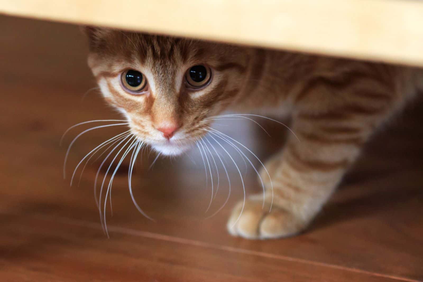 Orange tabby cat cautious looks out from under hiding place