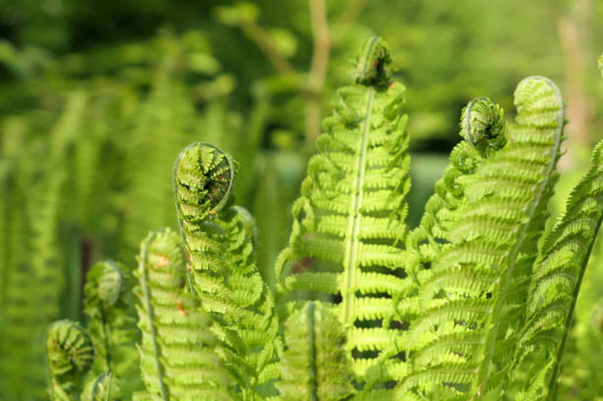 Ostrich Fern