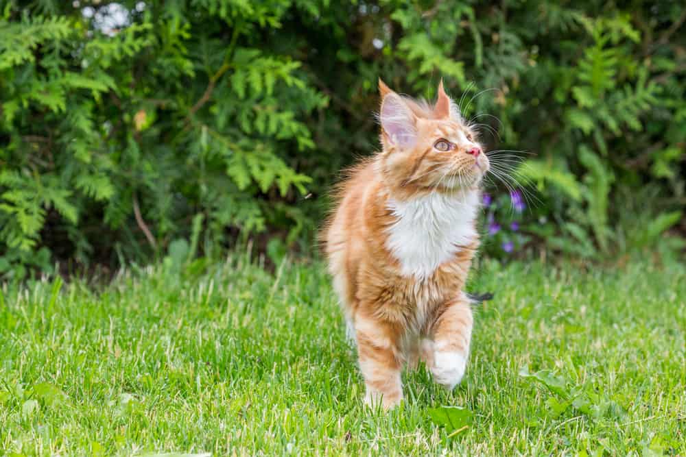 outdoor cat on his way to a litter box