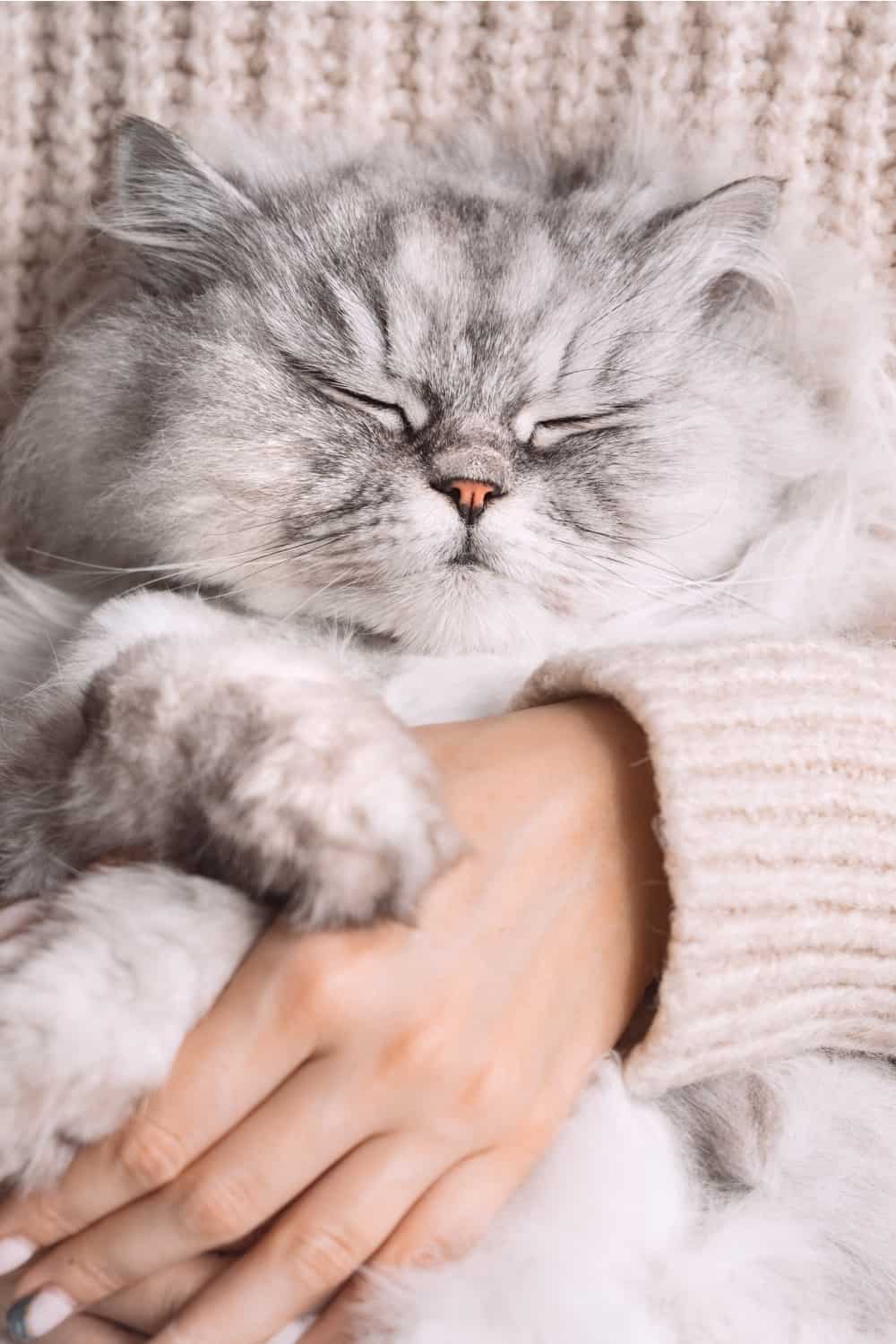 Owner holding Persian cat