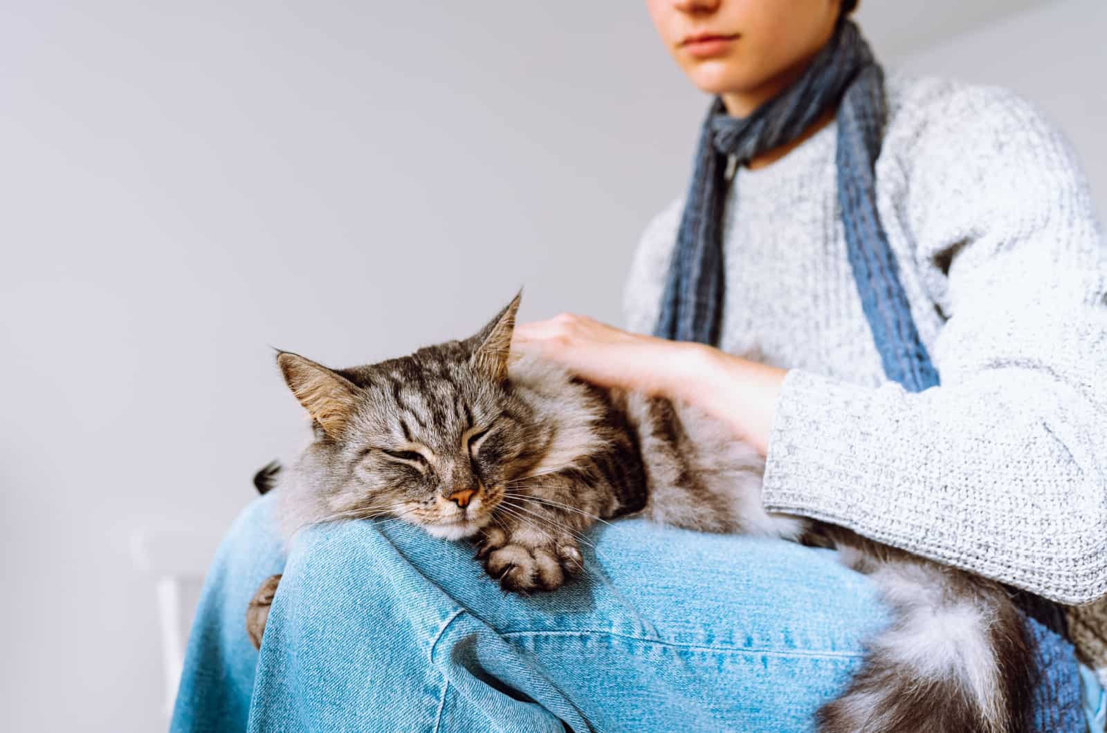 Owner petting the cat