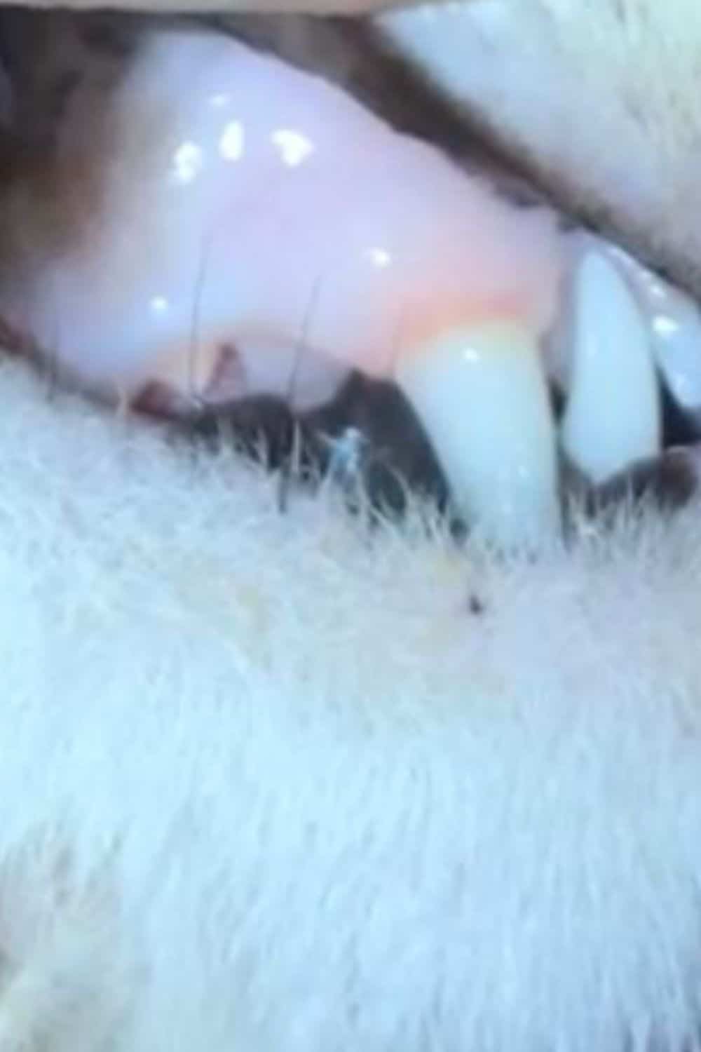 Pale gums on a cat