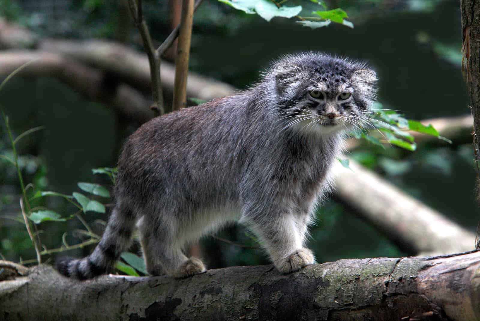 Pallas Cat walks in the tree