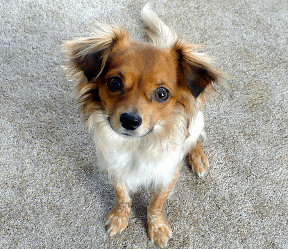 Papillon Chihuahua Mix also known as Chion