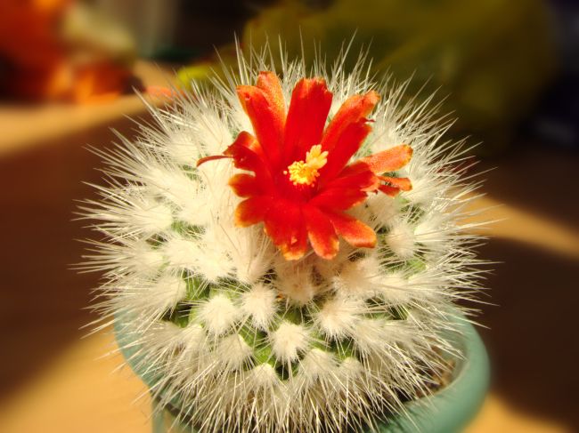 parodia nivosa cactus with red flowers