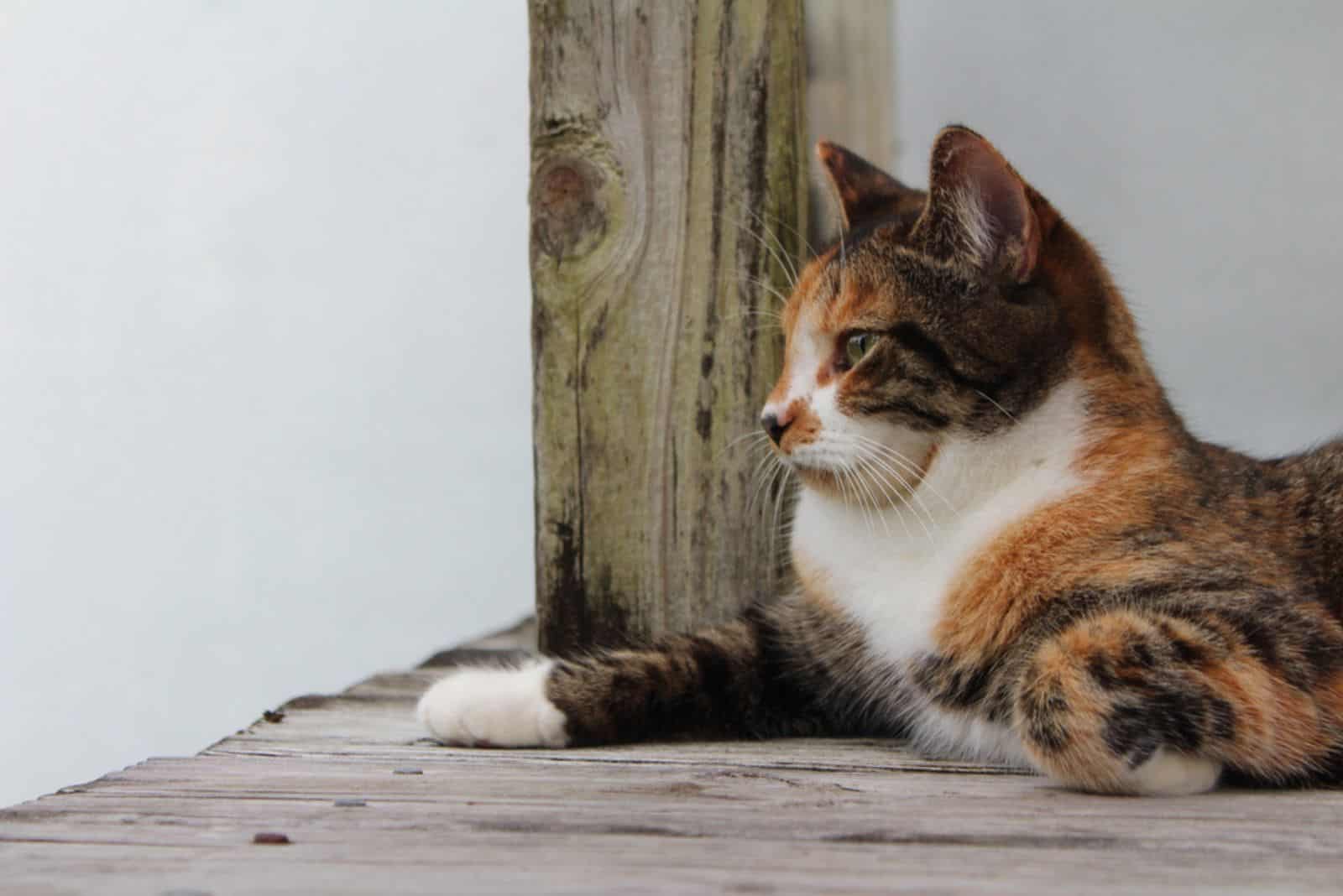 Patched Tabby Calico Cat