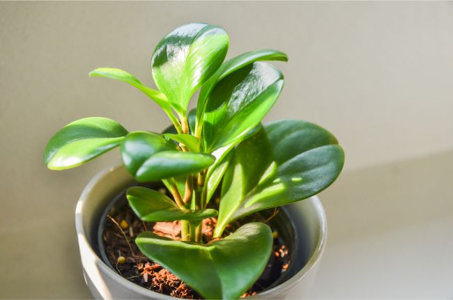 peperomia obtusifolia excellent small houseplant