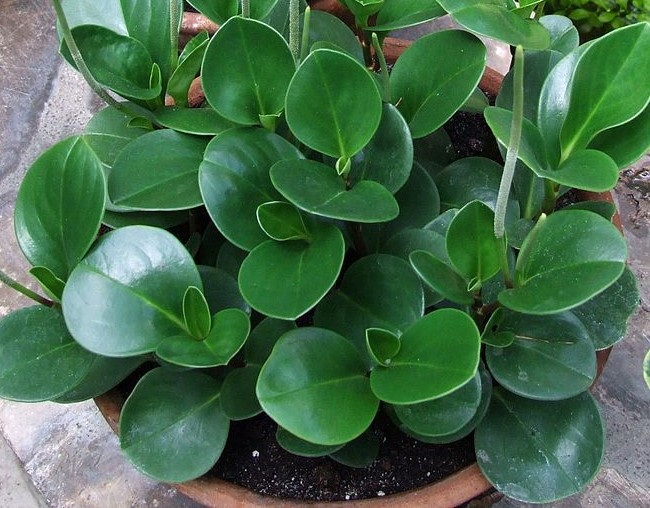 Peperomia obtusifolia how do I take care of a peperomia plant