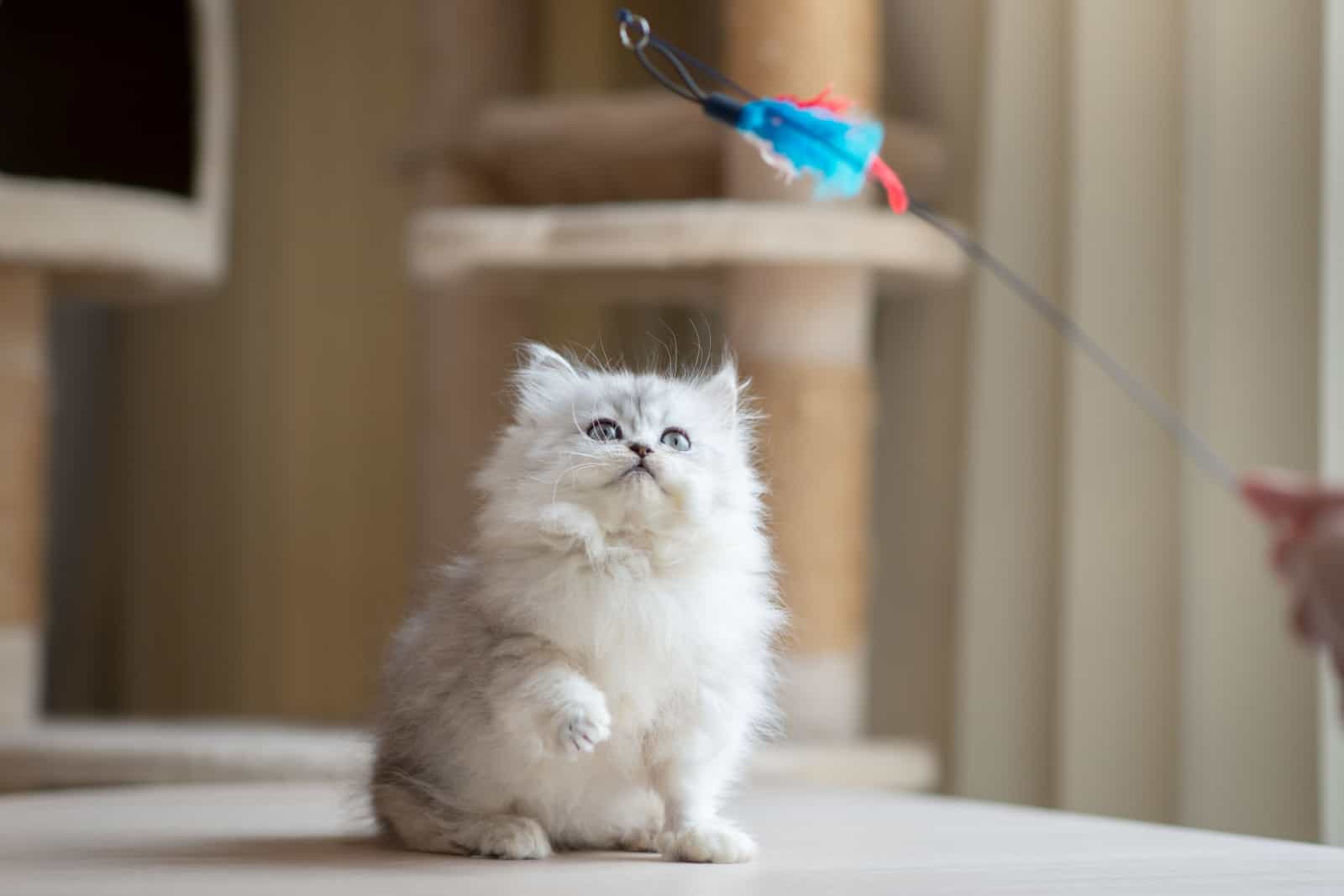 Cute persian kitten playing feather toy on wood table