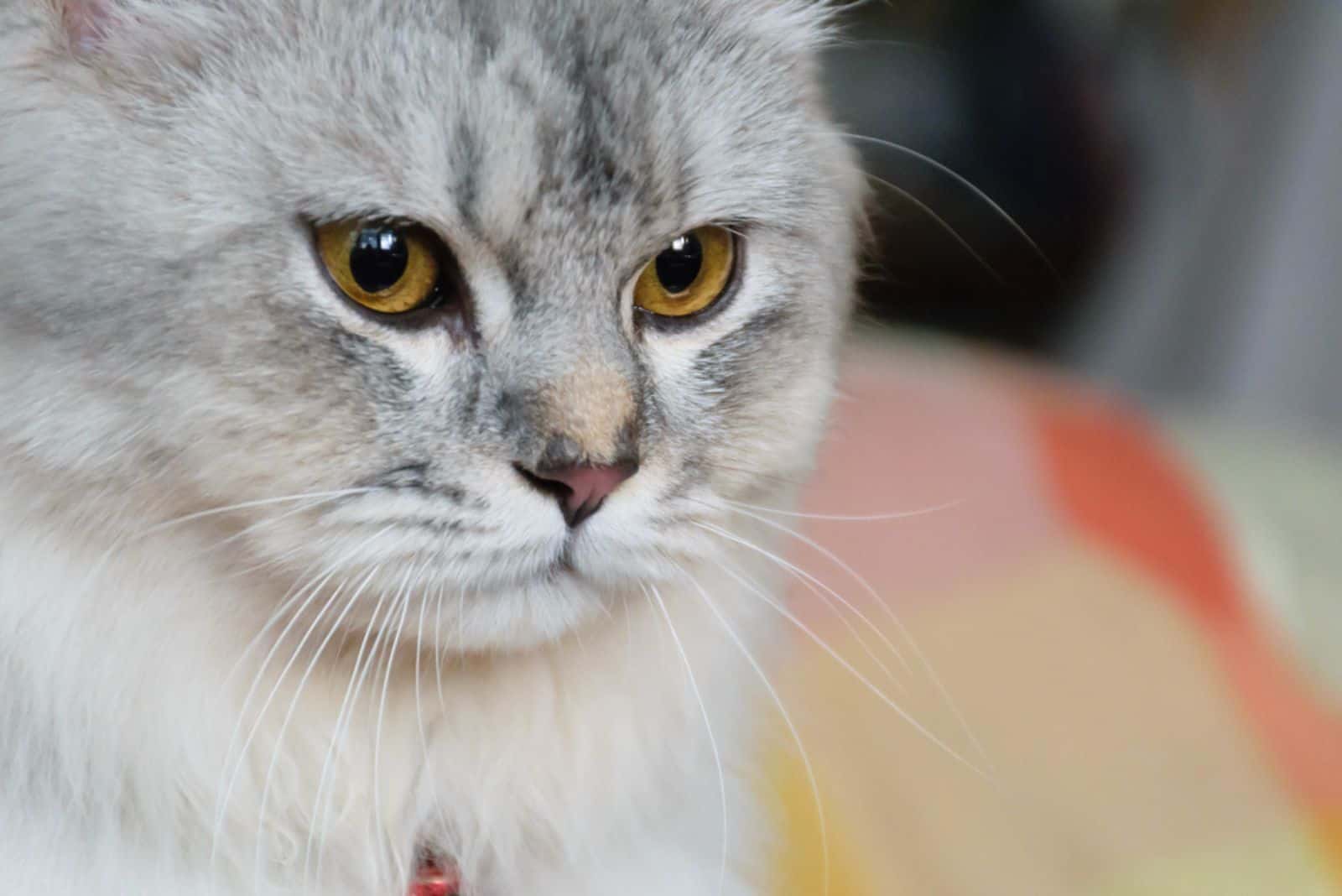 Persian Maine coon mix cat 