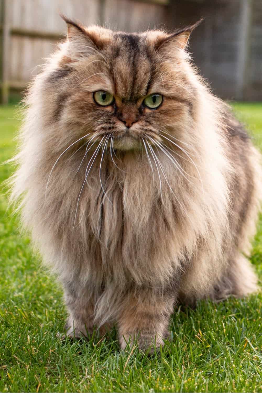 Persian cat