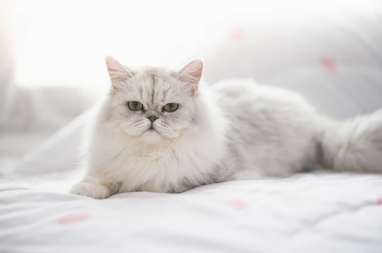 Persian cat