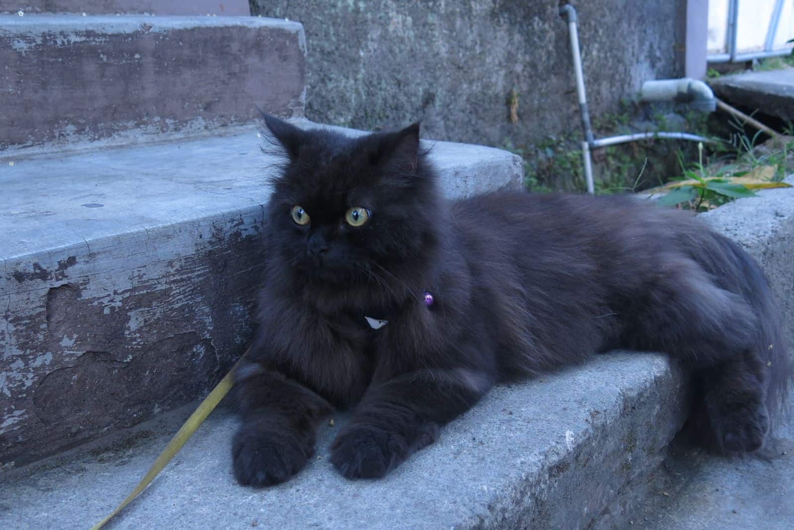 Persian is lying on the stairs