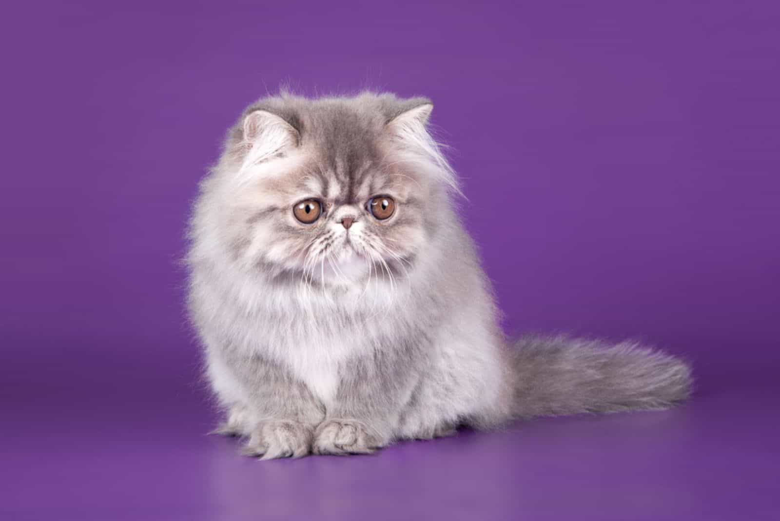 Persian kitten in the violet background