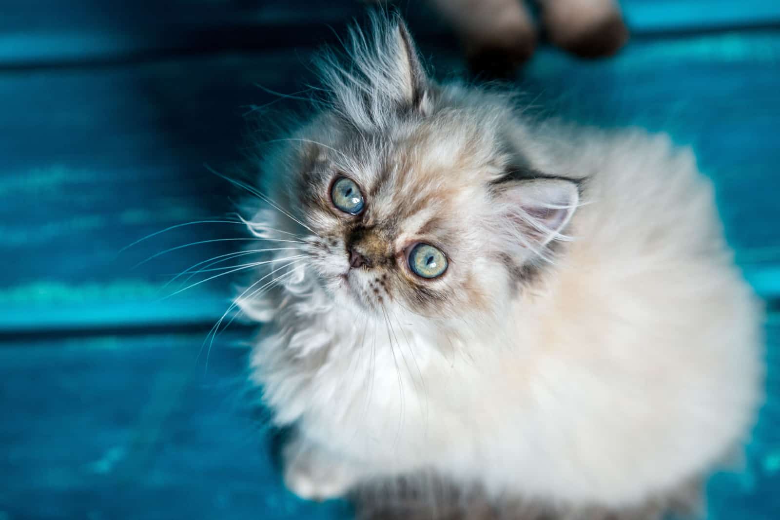 Persian kitten on blue background