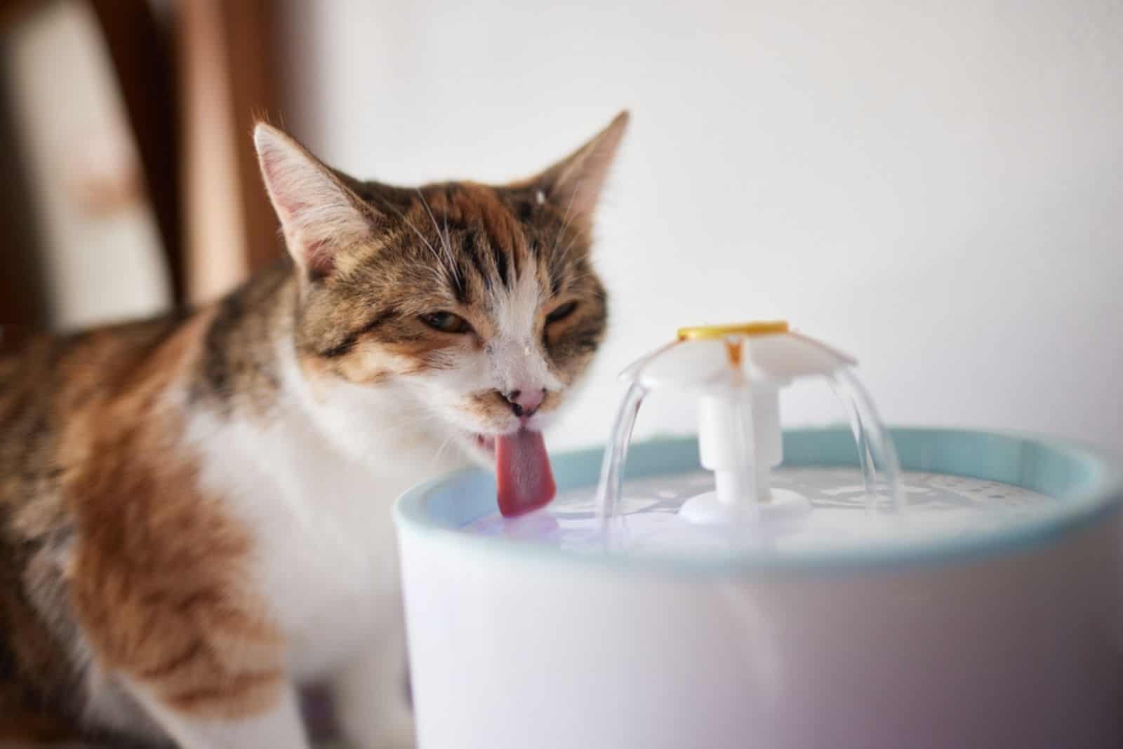 Pet water dispenser with automatic gravity refill.