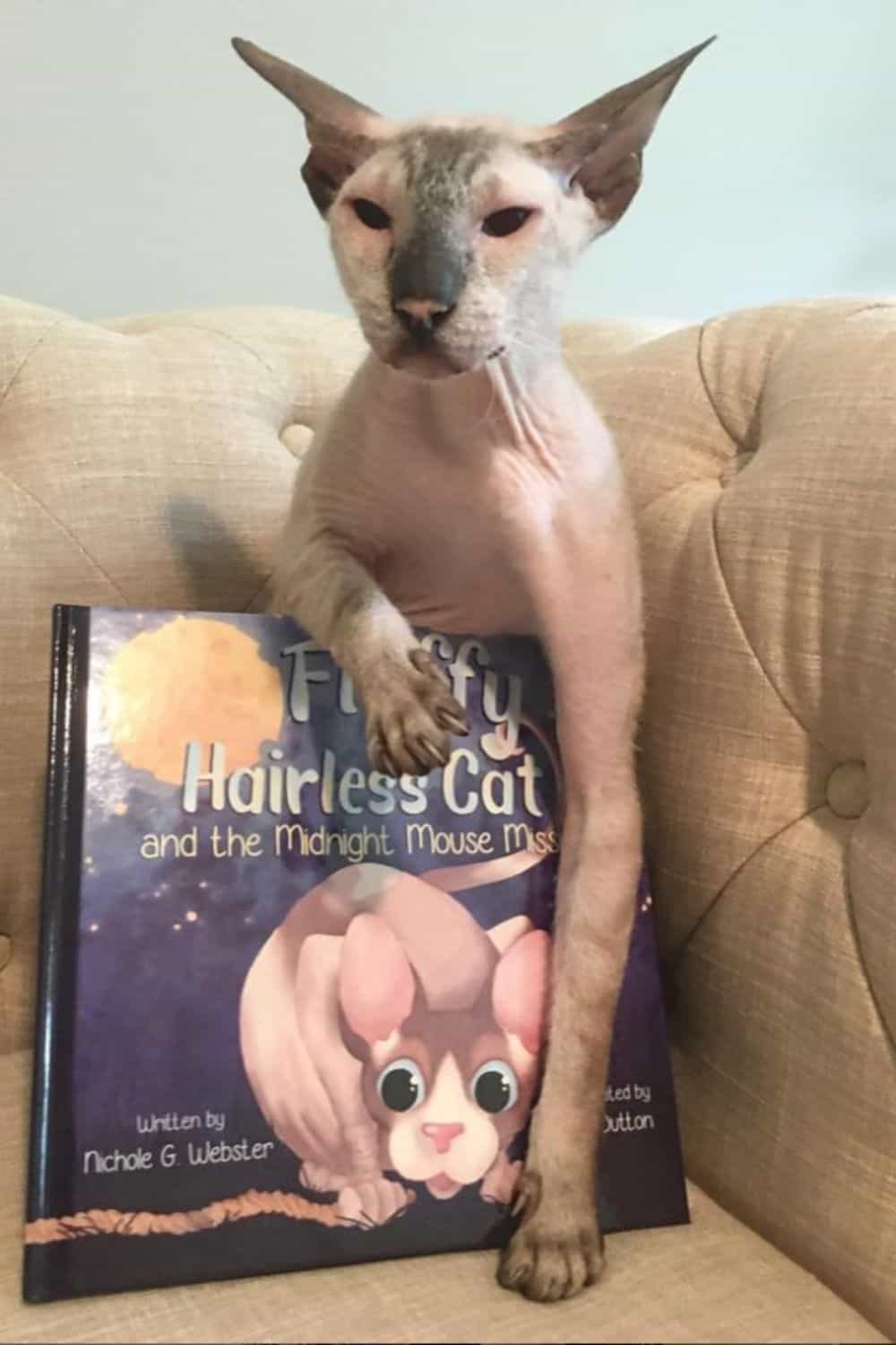 Peterbald cat with large ears holding a book