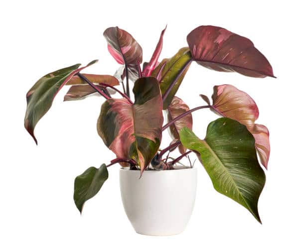 Philodendron Pink Princess