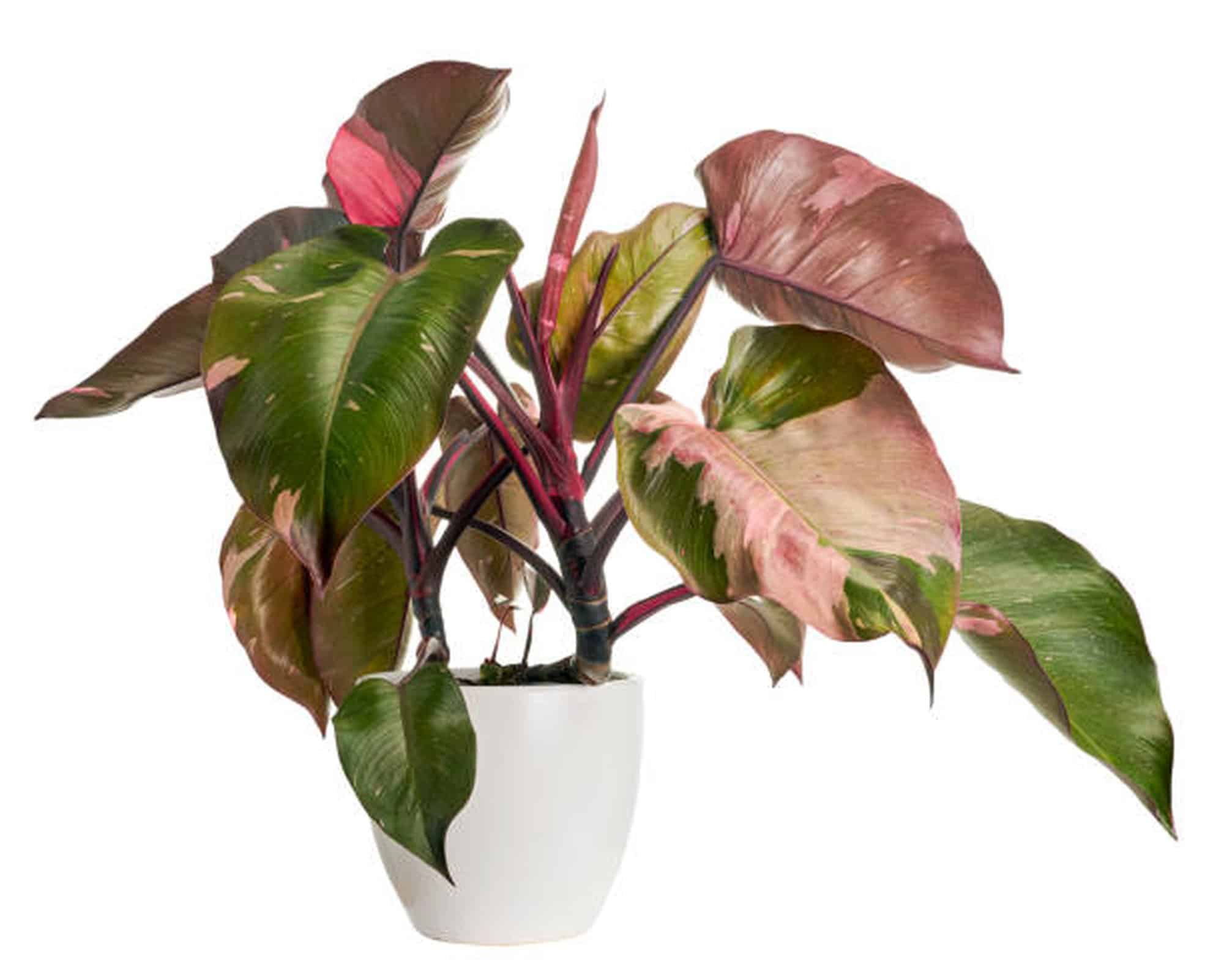 Philodendron Pink Princess