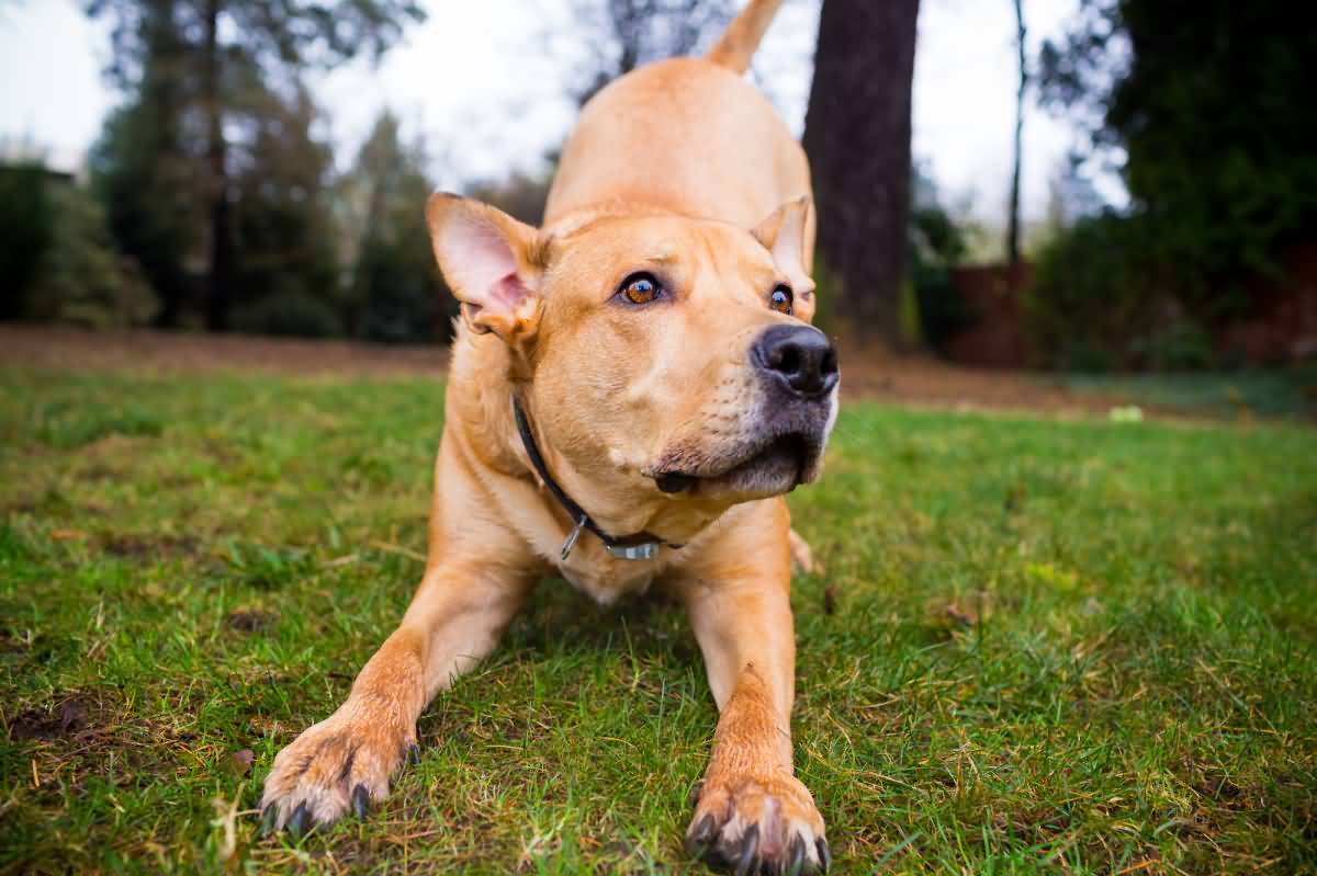 Pitbull and lab mix is working on its training skill outdoors in the backyard on a nice day.