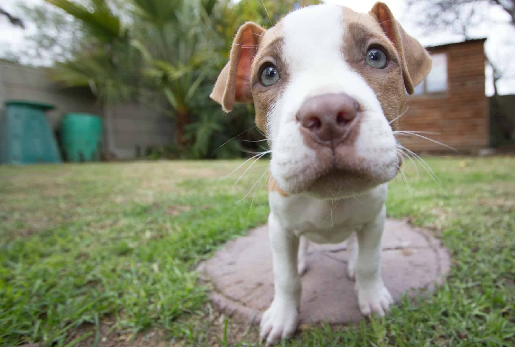 Pitbull Terrier Chihuahua Mix in the yard