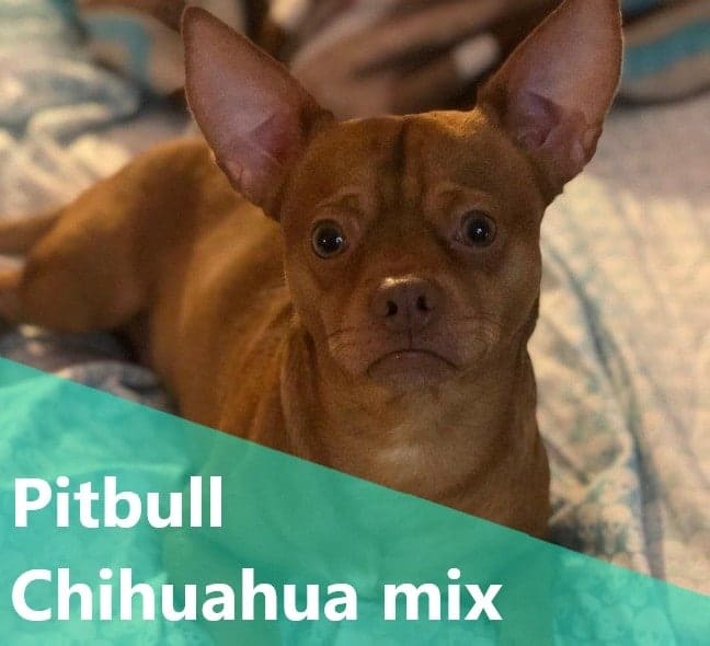 Pitbull Chihuahua Mix also known as Pihuahua or Chipit