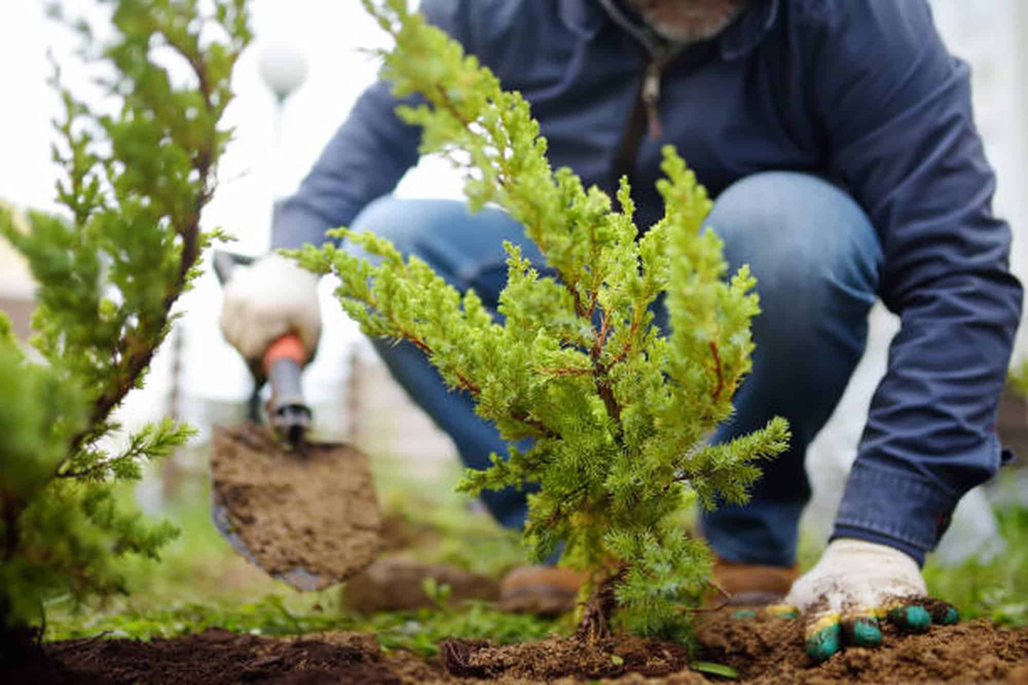 Moonglow Juniper