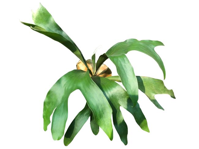 Staghorn Fern Platycerium bifurcatum