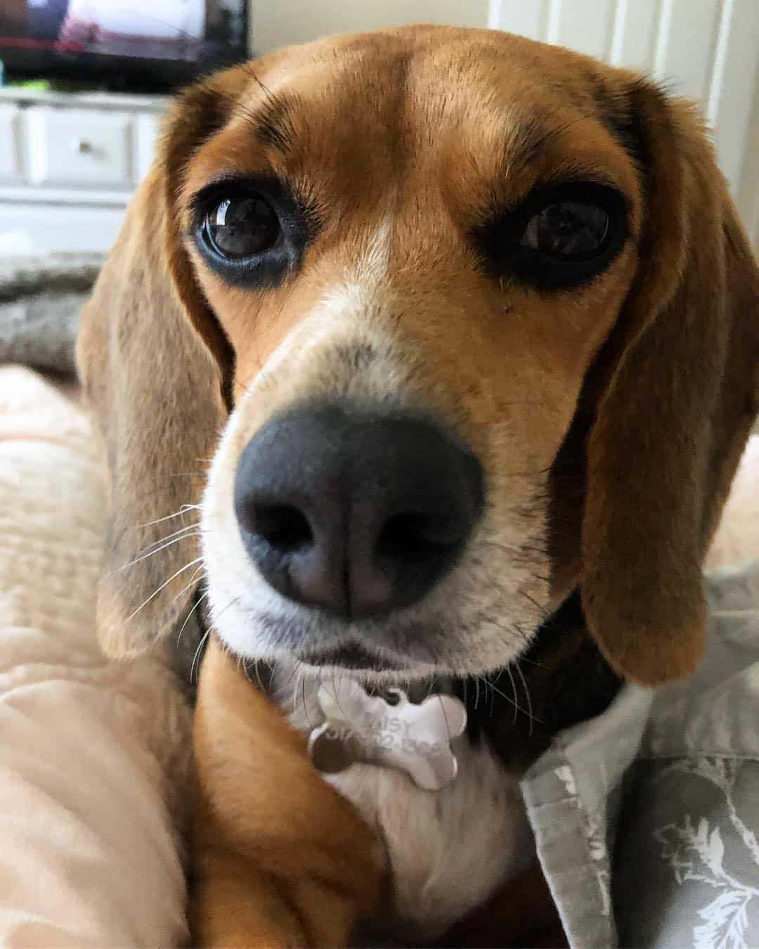 Miniature Beagle up close