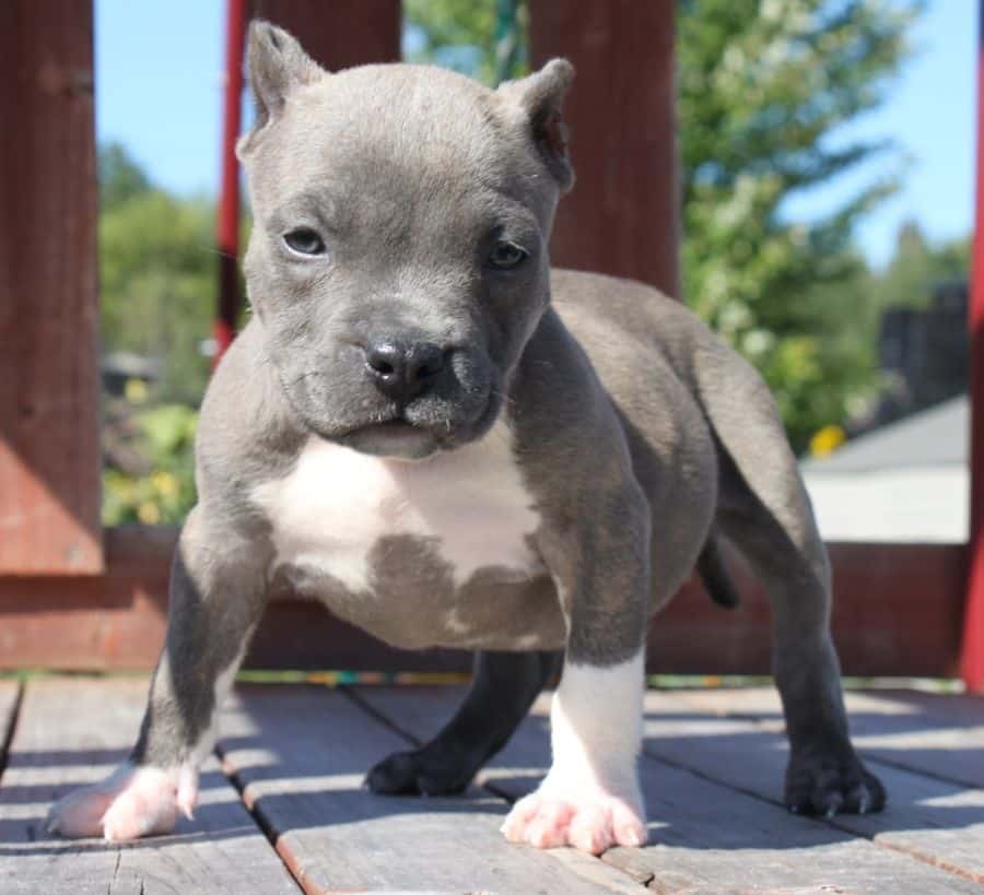 Pitbull dog small size hotsell