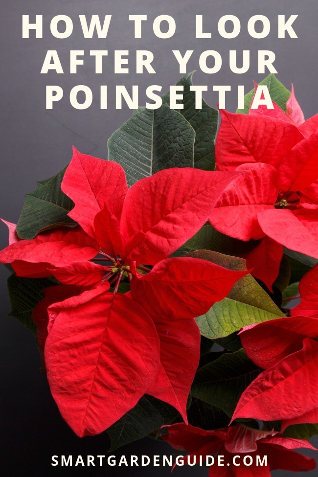 poinsettia plant care