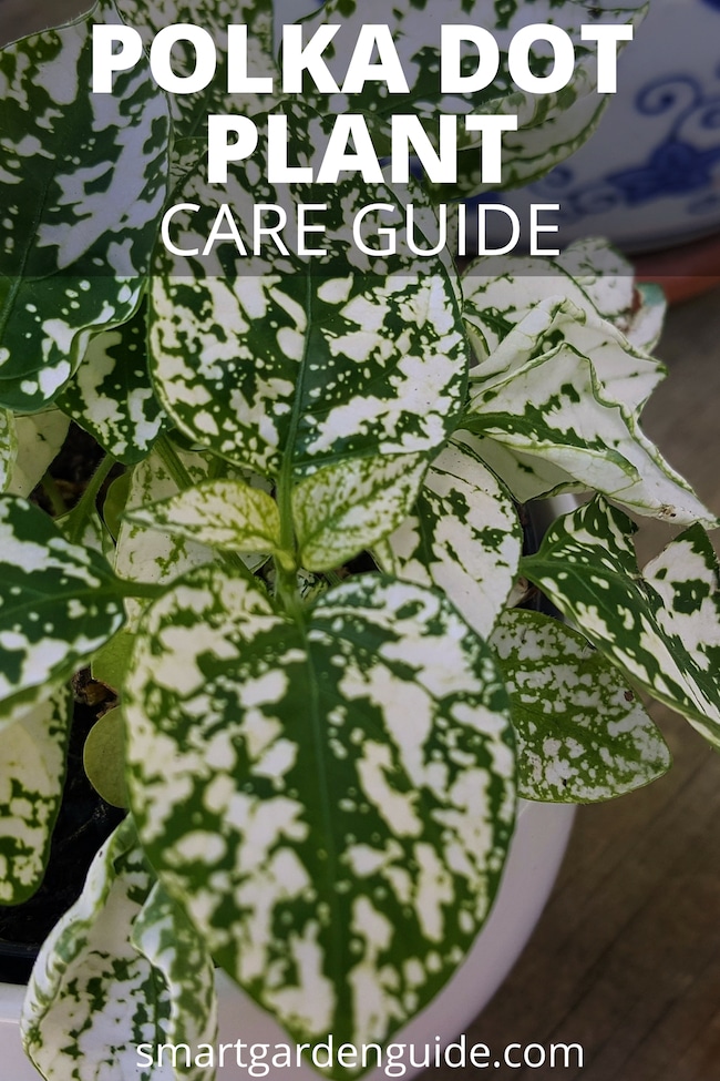 polka dot plant care hypoestes phyllostachya