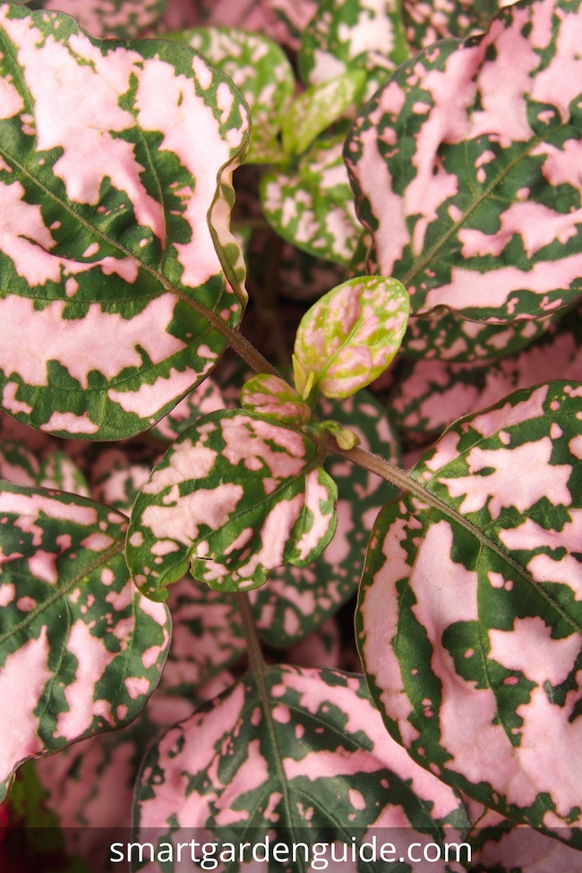 polka dot plant care hypoestes phyllostachya