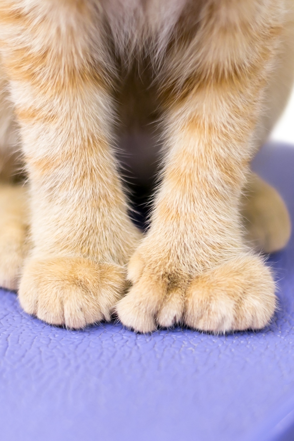 Polydactyl Cat feet