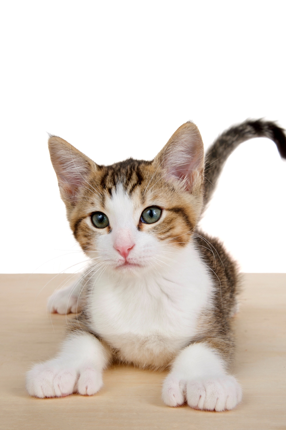 Polydactyl Cat laying down