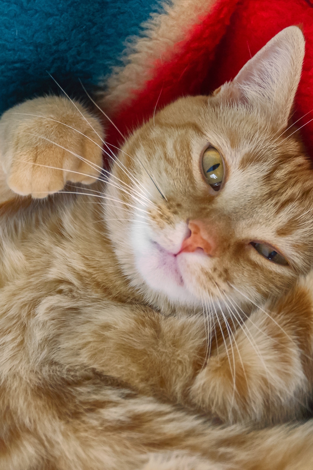 Polydactyl Cat laying on a back