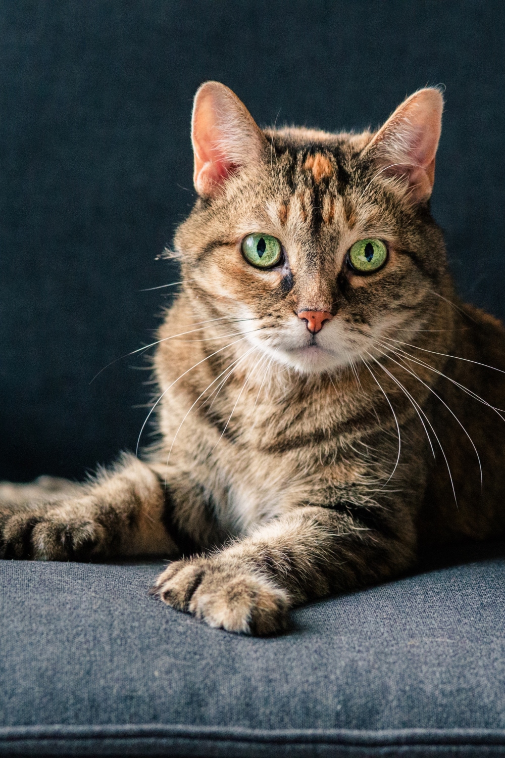 Polydactyl Cat